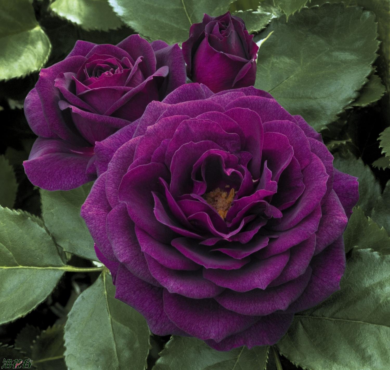 藍紫色月季花
