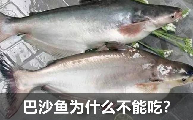 巴沙魚為什么不能吃,吃巴沙魚有什么危害嗎