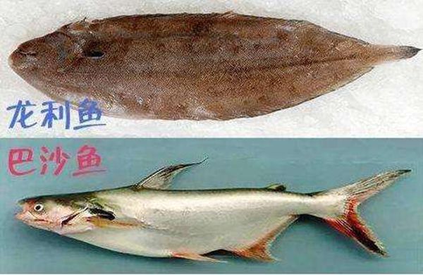巴沙魚為什么不能吃,吃巴沙魚有什么危害嗎