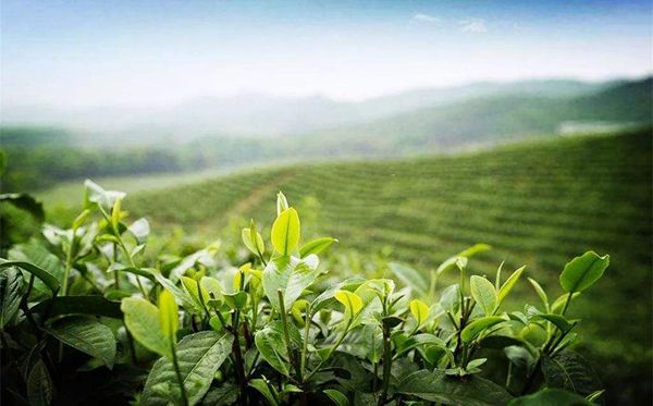 茶樹(shù)為什么生南不生北,全國(guó)茶葉產(chǎn)區(qū)分布圖一覽