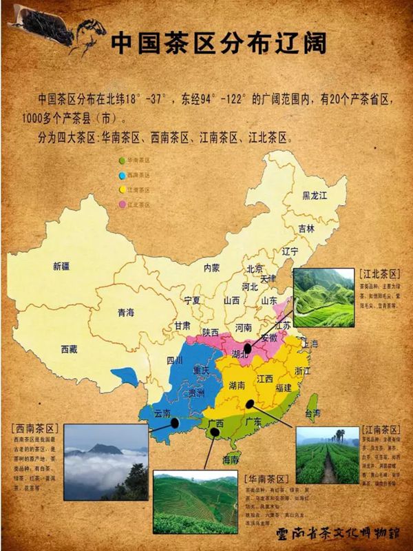 茶樹(shù)為什么生南不生北,全國(guó)茶葉產(chǎn)區(qū)分布圖一覽