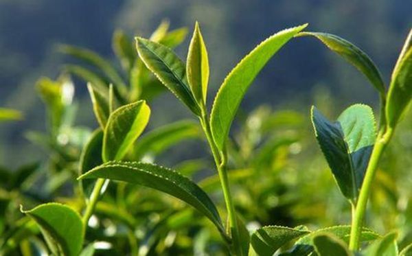 茶樹(shù)為什么生南不生北,全國(guó)茶葉產(chǎn)區(qū)分布圖一覽