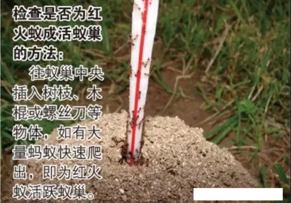 如何區分紅火蟻,紅火蟻有毒嗎,被咬了怎么辦
