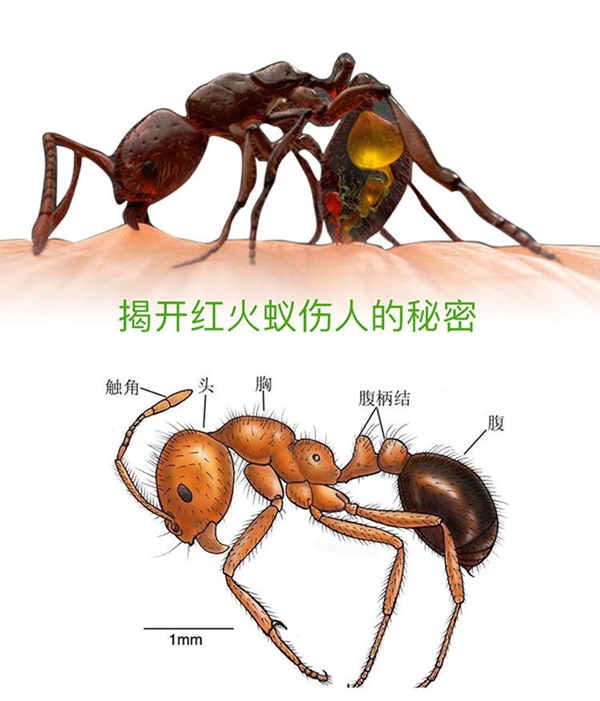 如何區分紅火蟻,紅火蟻有毒嗎,被咬了怎么辦