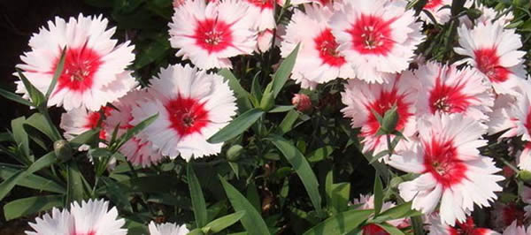 石竹的花語