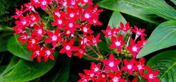 繁星花花語