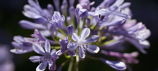 百子蓮花語(yǔ)
