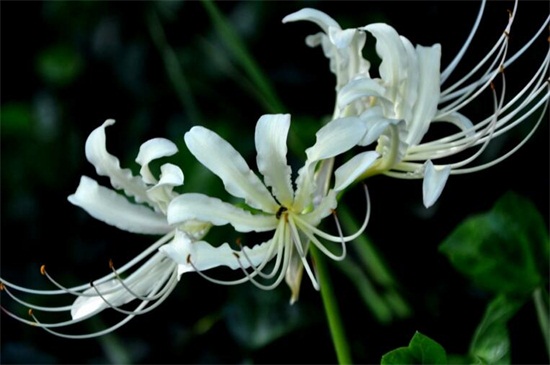 白花石蒜的花語