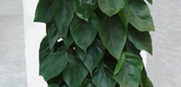 心葉藤的花語