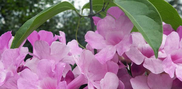 蒜香藤的花語