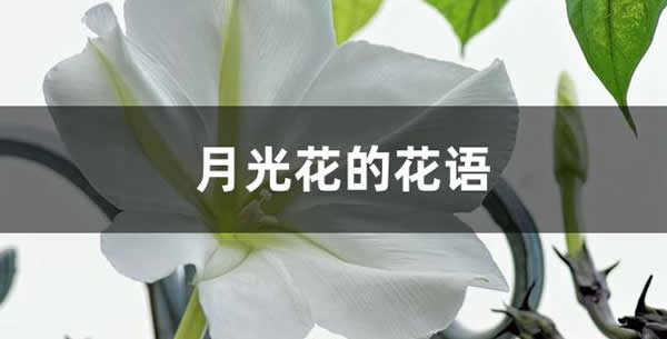 月光花的花語