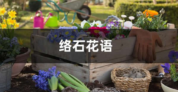 絡(luò)石的花語
