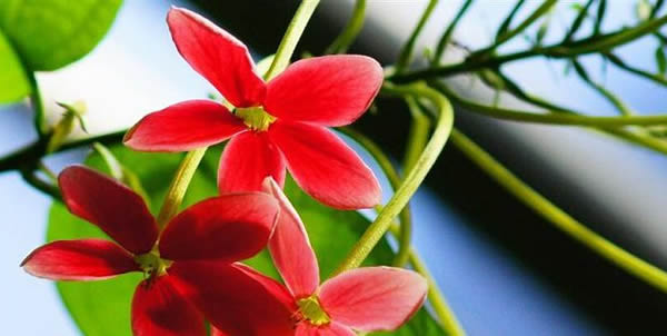 使君子的花語
