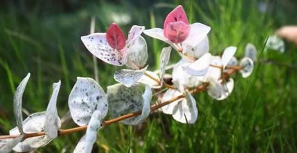 花葉絡石的花語