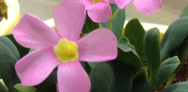 酢漿草花語