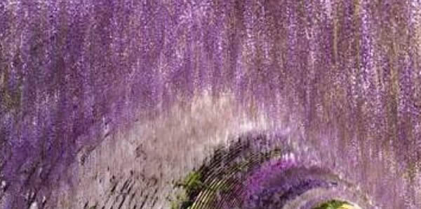 紫藤的花語
