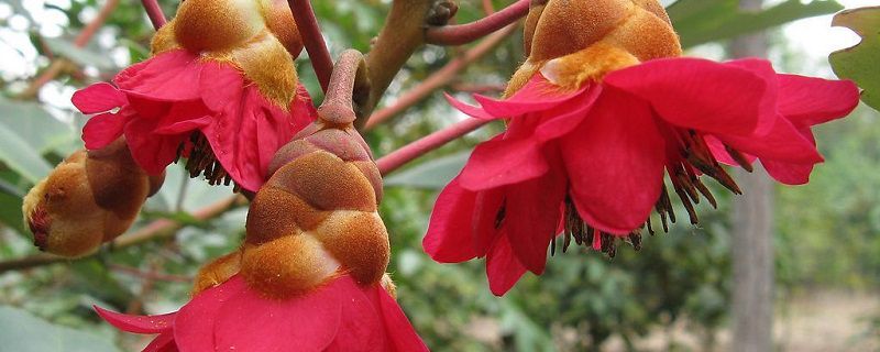 紅花荷花語
