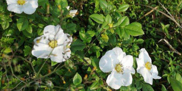 金櫻子的花語