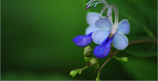 藍蝴蝶的花語