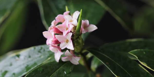 瑞香的花語