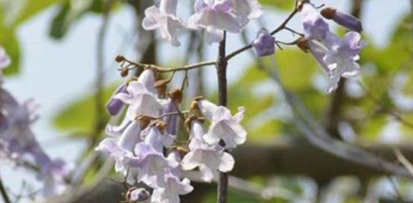 泡桐花的花語