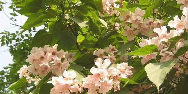 楸樹花的花語