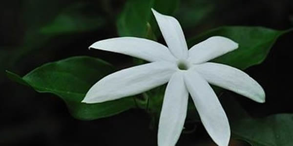 毛茉莉的花語