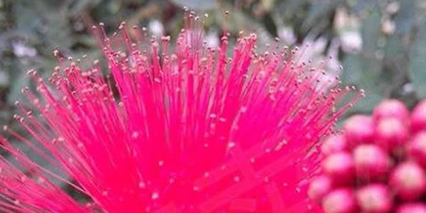 朱纓花的花語