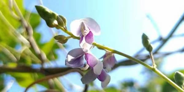 跳舞草的花語
