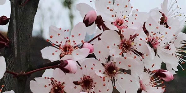 紫葉李的花語