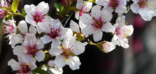 郁李的花語
