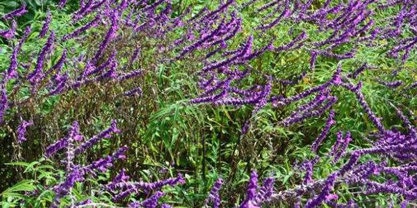 醉魚草的花語