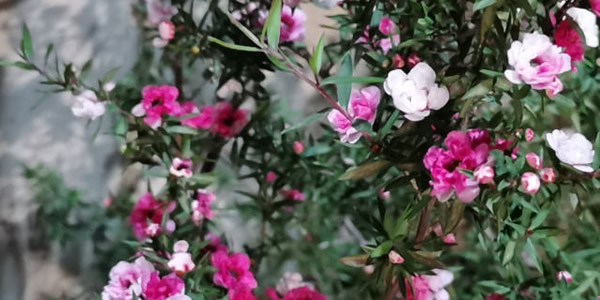 松紅梅的花語
