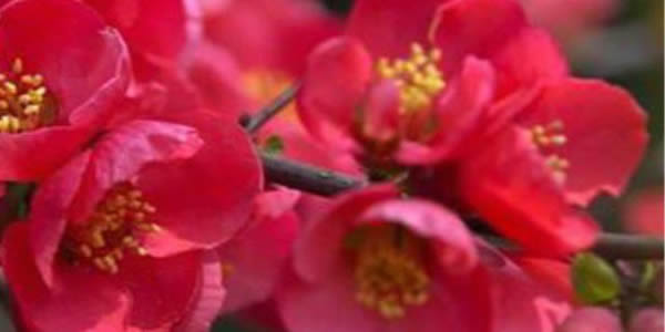 貼梗海棠的花語(yǔ)