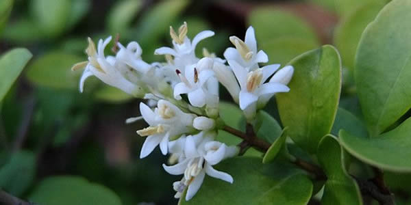 女貞的花語