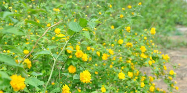 棣棠花的花語