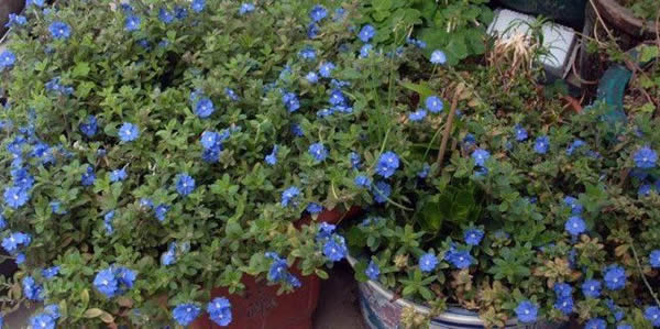 藍星花的花語