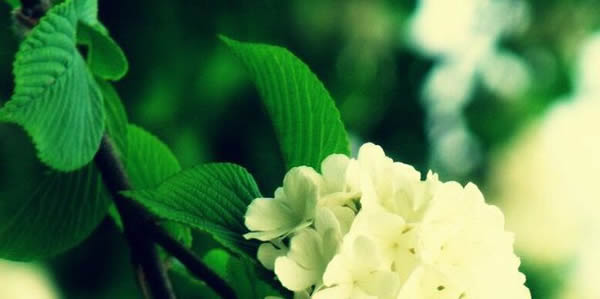 瓊花的花語