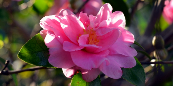 茶梅的花語