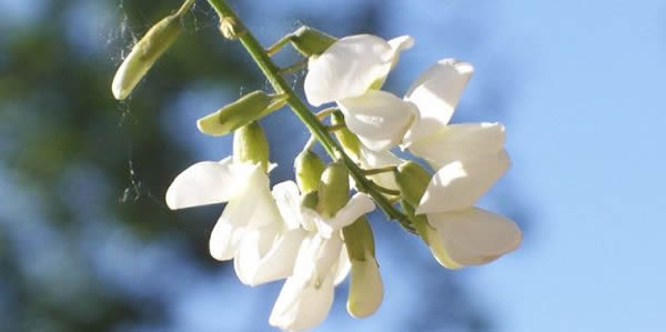 槐花的花語
