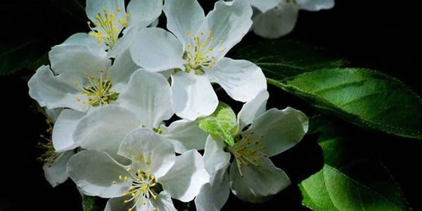 茶靡花的花語