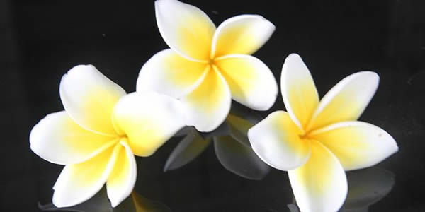 雞蛋花的花語