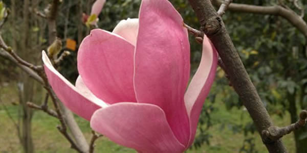 木蘭花的花語
