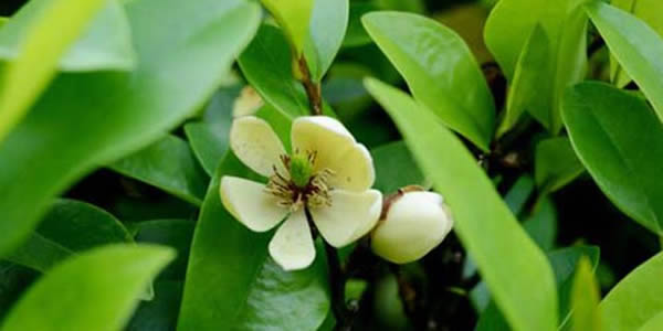 含笑花的花語