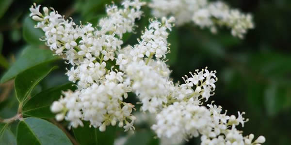 米蘭花的花語
