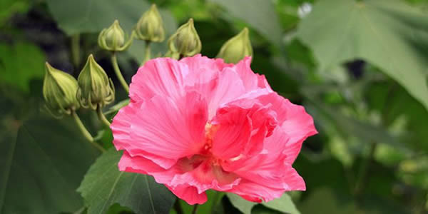木芙蓉的花語