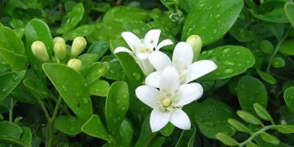 七里香的花語