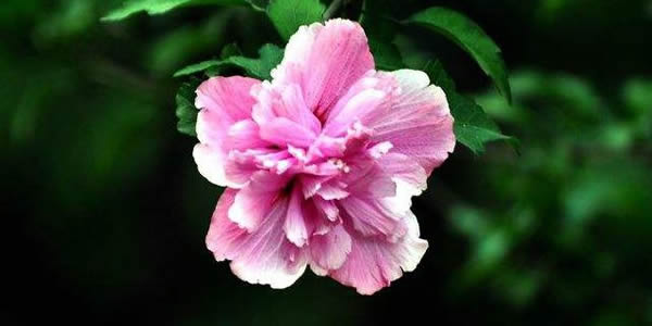木槿的花語