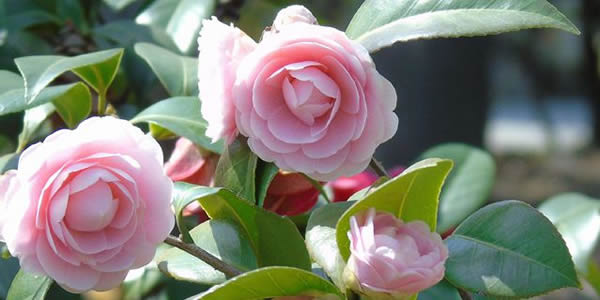 茶花的花語