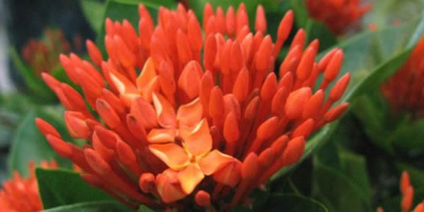 仙丹花的花語
